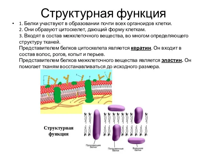 Структурная функция 1. Белки участвуют в образовании почти всех органоидов клетки. 2.