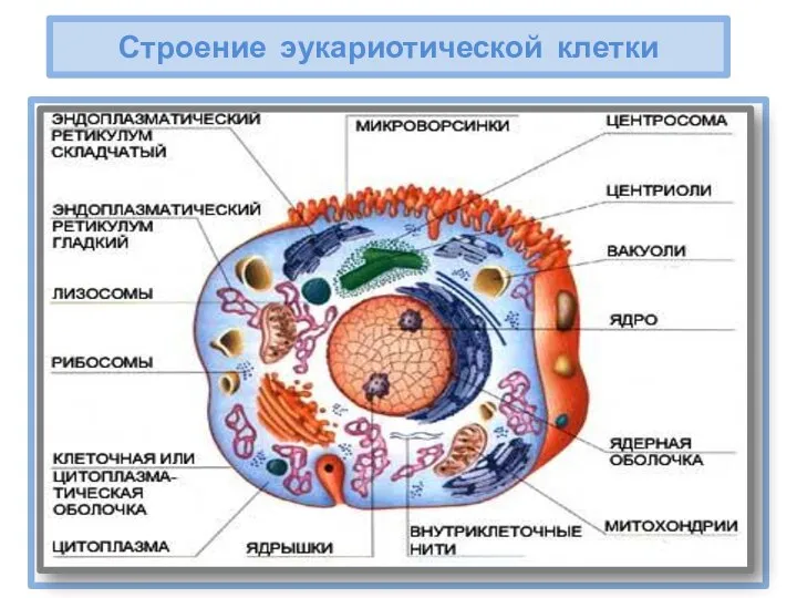 Строение эукариотической клетки