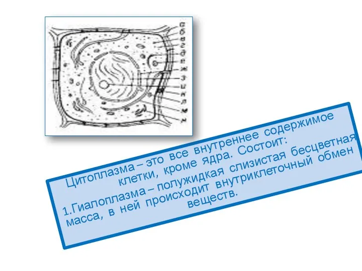 1. Цитоплазма – это все внутреннее содержимое клетки, кроме ядра. Состоит: 1.Гиалоплазма