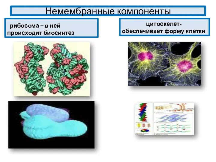 Немембранные компоненты рибосома – в ней происходит биосинтез цитоскелет- обеспечивает форму клетки