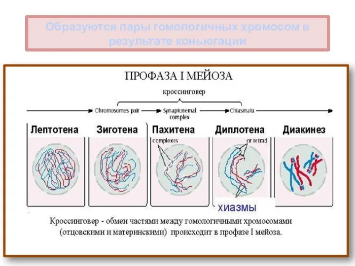 Образуются пары гомологичных хромосом в результате коньюгации