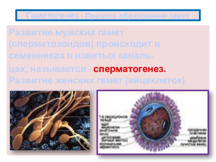 Гаметогенез - Процесс образования гамет Развитие мужских гамет (сперматозоидов) происходит в семенниках
