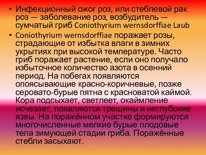 Инфекционный ожог роз, или стеблевой рак роз — заболевание роз, возбудитель —