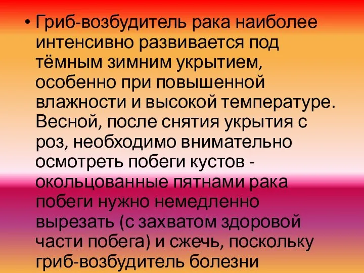 Гриб-возбудитель рака наиболее интенсивно развивается под тёмным зимним укрытием, особенно при повышенной