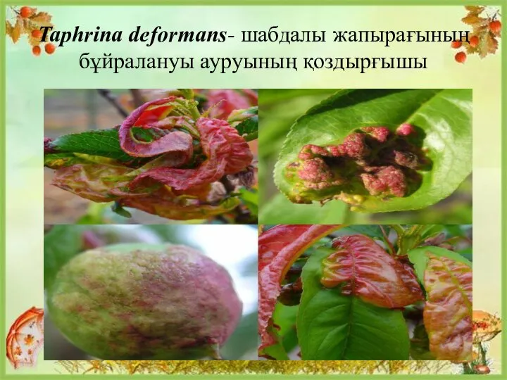 Taphrina deformans- шабдалы жапырағының бұйралануы ауруының қоздырғышы