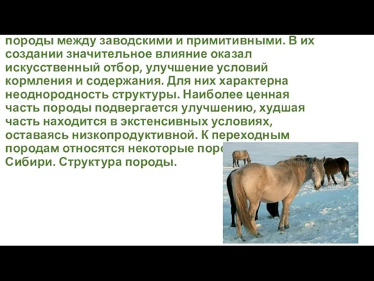 Переходные породы — это промежуточные породы между заводскими и примитивными. В их