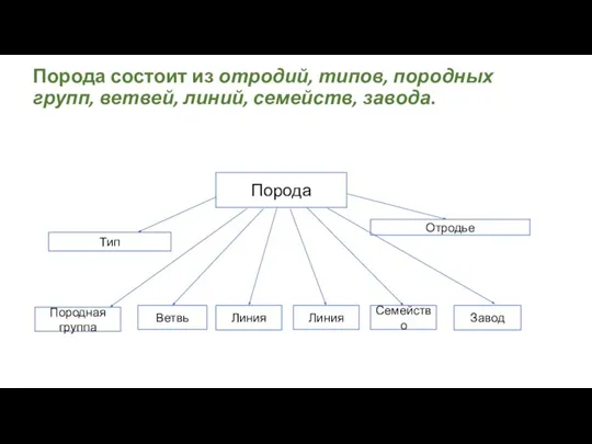 Порода состоит из отродий, типов, породных групп, ветвей, линий, семейств, завода. Порода