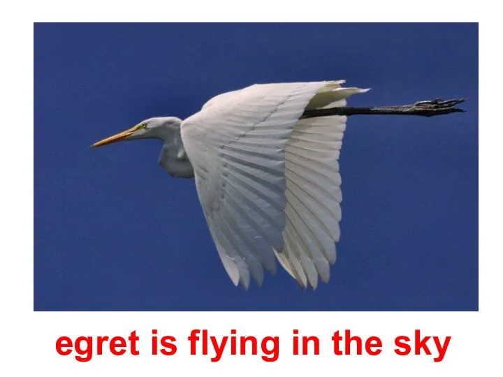 egret is flying in the sky