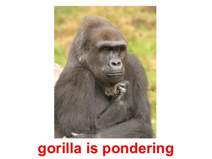gorilla is pondering