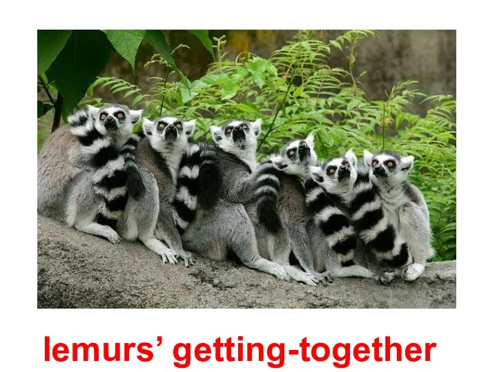 lemurs’ getting-together