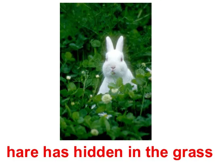 hare has hidden in the grass