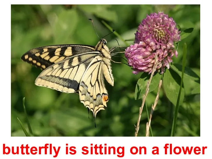 butterfly is sitting on a flower