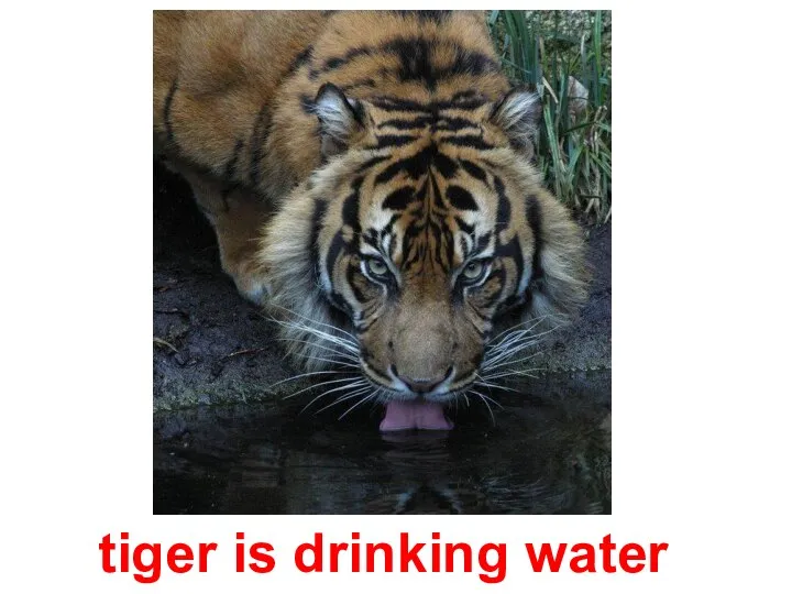 tiger is drinking water
