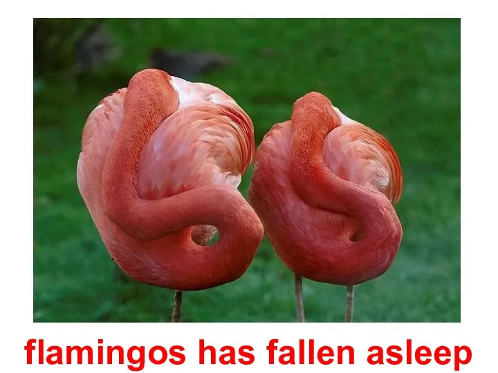 flamingos has fallen asleep