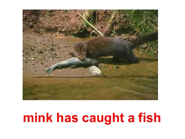 mink has caught a fish
