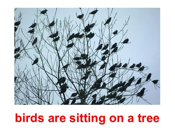 birds are sitting on a tree