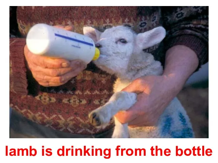 lamb is drinking from the bottle
