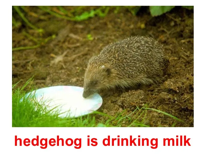 hedgehog is drinking milk