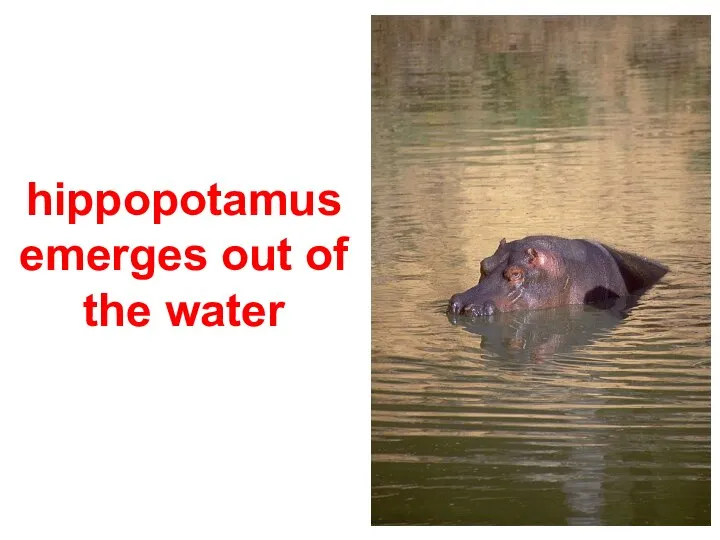 hippopotamus emerges out of the water