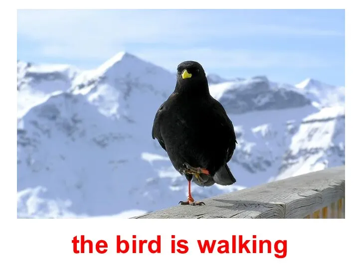 the bird is walking