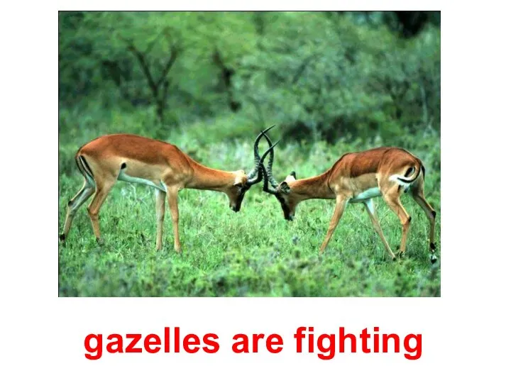 gazelles are fighting