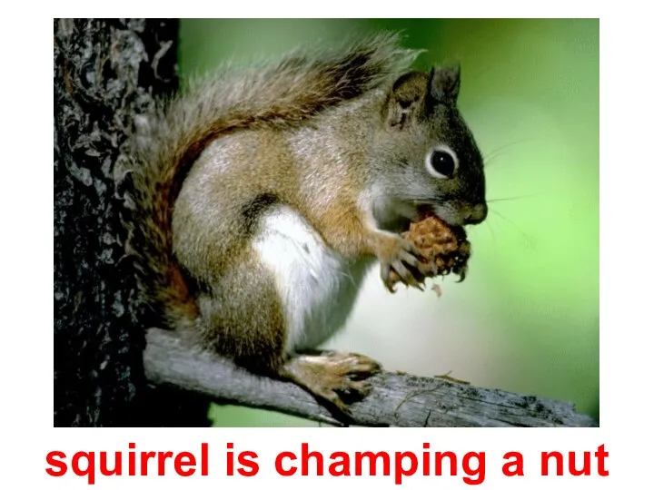 squirrel is champing a nut