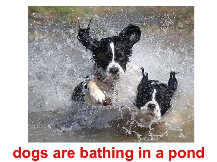 dogs are bathing in a pond