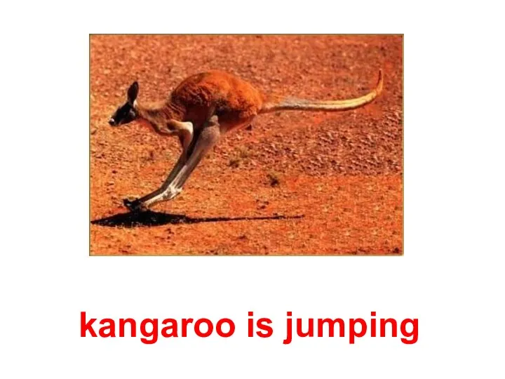 kangaroo is jumping