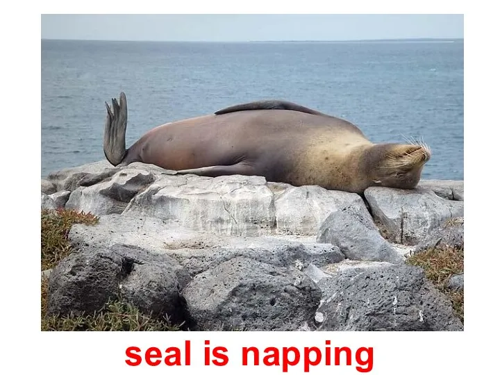 seal is napping