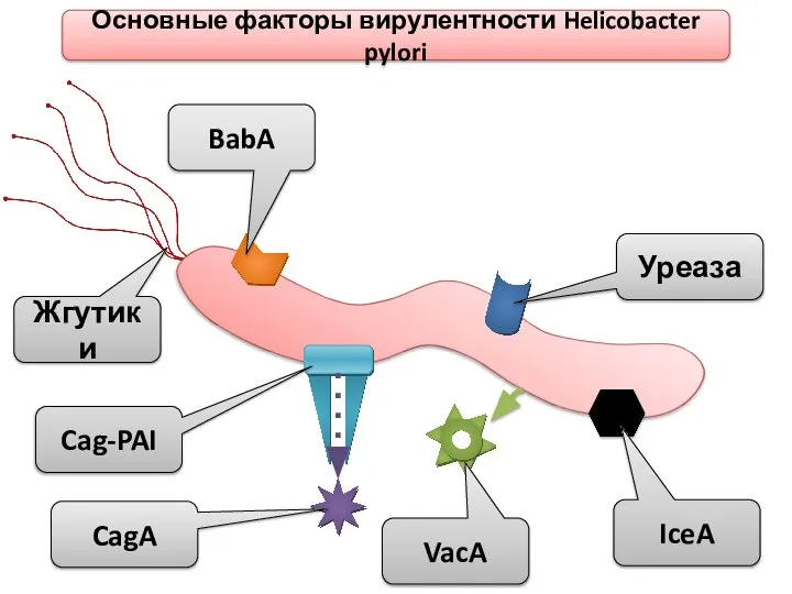 Уреаза BabA Cag-PAI CagA VacA Жгутики Основные факторы вирулентности Helicobacter pylori IceA