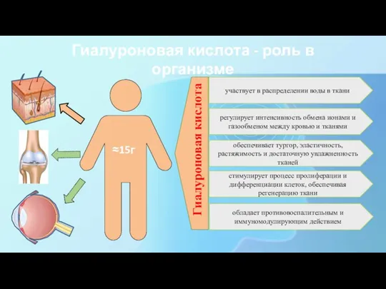 Гиалуроновая кислота - роль в организме ≈15г Гиалуроновая кислота участвует в распределении