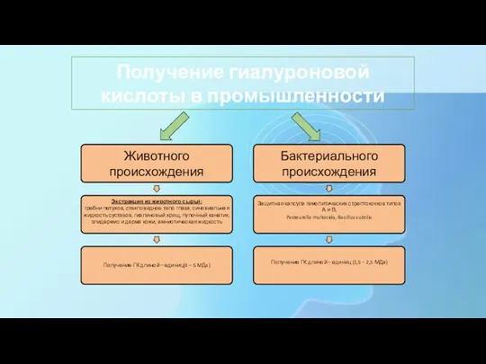 Получение гиалуроновой кислоты в промышленности