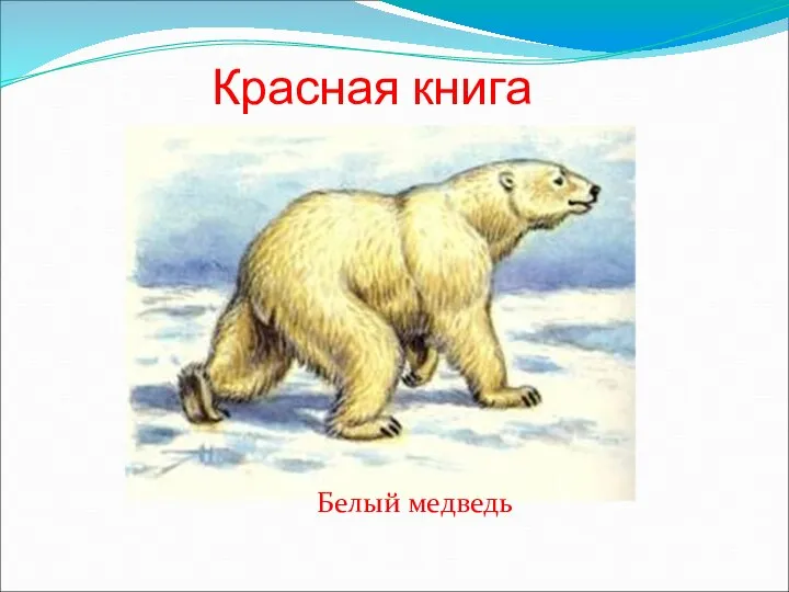 Красная книга Белый медведь