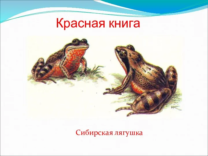 Красная книга Сибирская лягушка