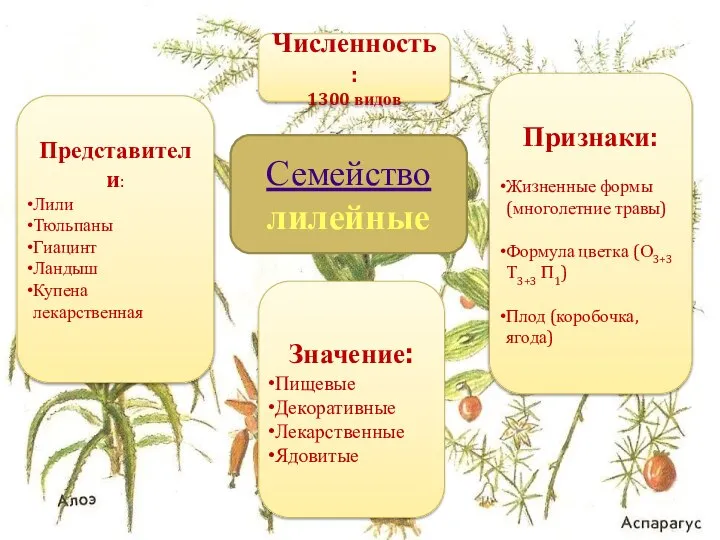 Семейство лилейные Численность: 1300 видов Признаки: Жизненные формы (многолетние травы) Формула цветка