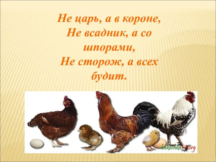 Не царь, а в короне, Не всадник, а со шпорами, Не сторож, а всех будит.