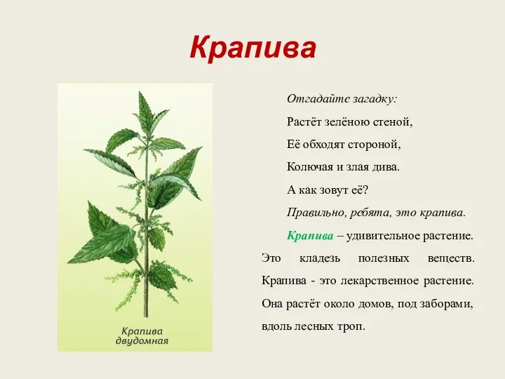 Крапива Отгадайте загадку: Растёт зелёною стеной, Её обходят стороной, Колючая и злая