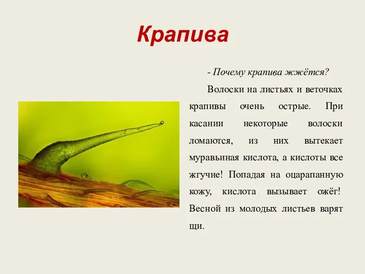 Крапива - Почему крапива жжётся? Волоски на листьях и веточках крапивы очень