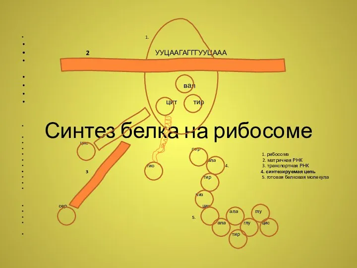 Синтез белка на рибосоме 1. 2 УУЦААГАГГГУУЦААА вал цит тир цис сер