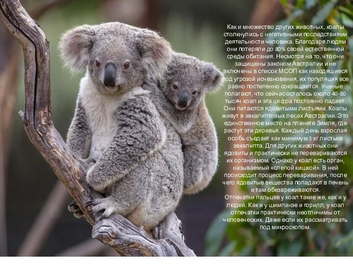 Как и множество других животных, коалы столкнулись с негативными последствиями деятельности человека.