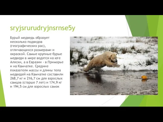 sryjsrurudryjnsrnse5y Бурый медведь образует несколько подвидов (географических рас), отличающихся размерами и окраской.
