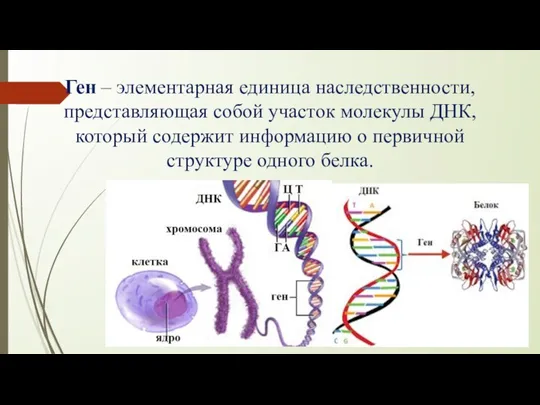 Ген – элементарная единица наследственности, представляющая собой участок молекулы ДНК, который содержит