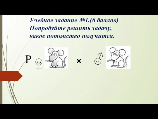 Учебное задание №1.(6 баллов) Попробуйте решить задачу, какое потомство получится. × ♀