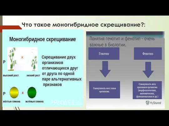 Что такое моногибридное скрещивание?: