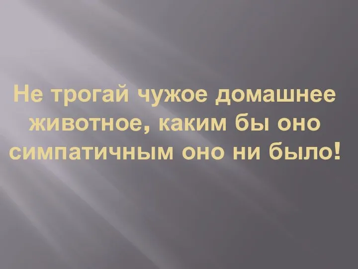 Не трогай чужое домашнее животное, каким бы оно симпатичным оно ни было!