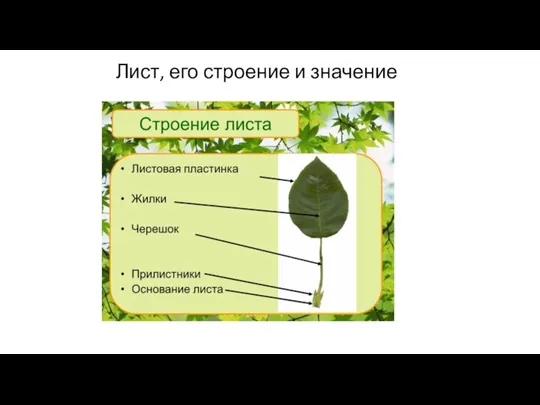 Лист, его строение и значение