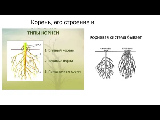 Корень, его строение и значение