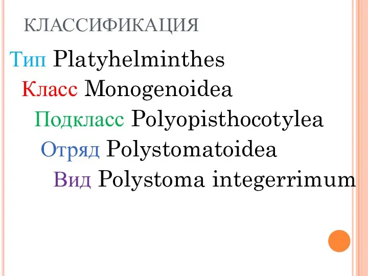 классификация Тип Platyhelminthes Класс Monogenoidea Подкласс Polyopisthocotylea Отряд Polystomatoidea Вид Polystoma integerrimum
