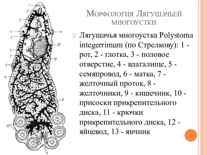 Морфология Лягушачьей многоустки Лягушачья многоустка Polystoma integerrimum (пo Стрелкову): 1 - рот,