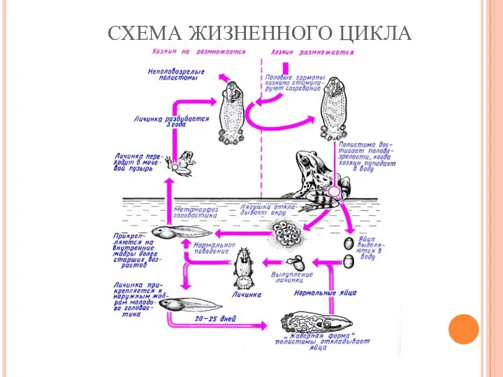 СХЕМА ЖИЗНЕННОГО ЦИКЛА